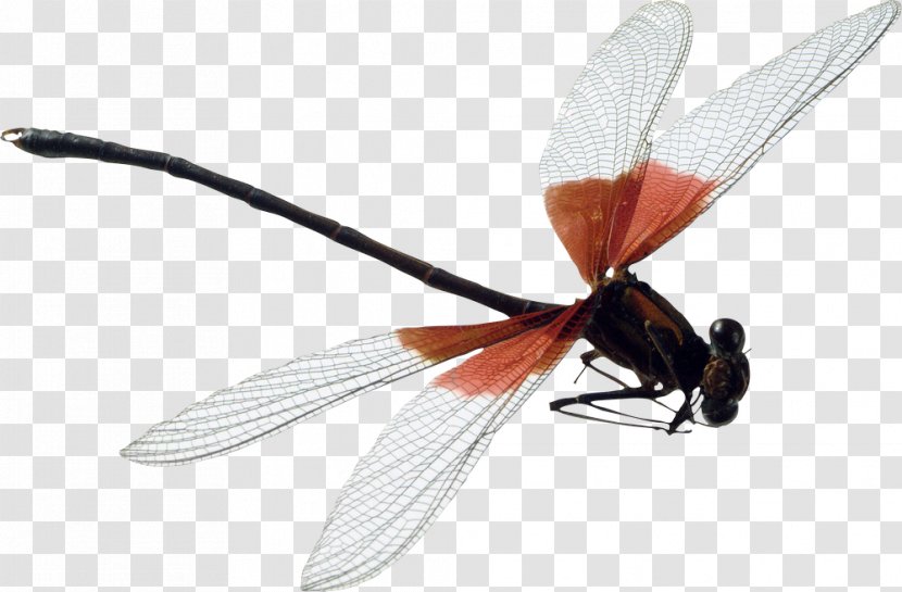 Dragonfly Insect - Product Design Transparent PNG