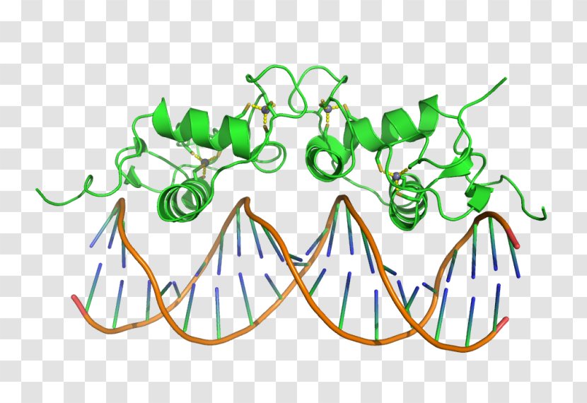 DNA-binding Domain Zinc Finger Protein - Splitfinger Fastball Transparent PNG
