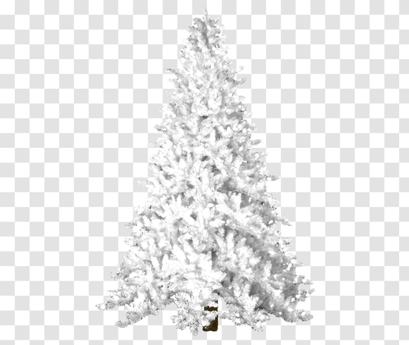Christmas Black And White - Colorado Spruce - Twig Cypress Family Transparent PNG