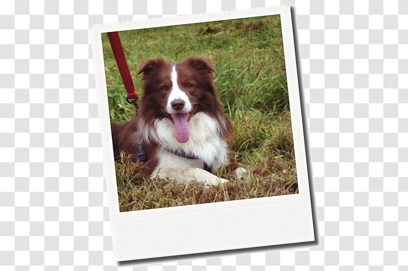 Dog Breed Border Collie Australian Shepherd Rough Companion Transparent PNG