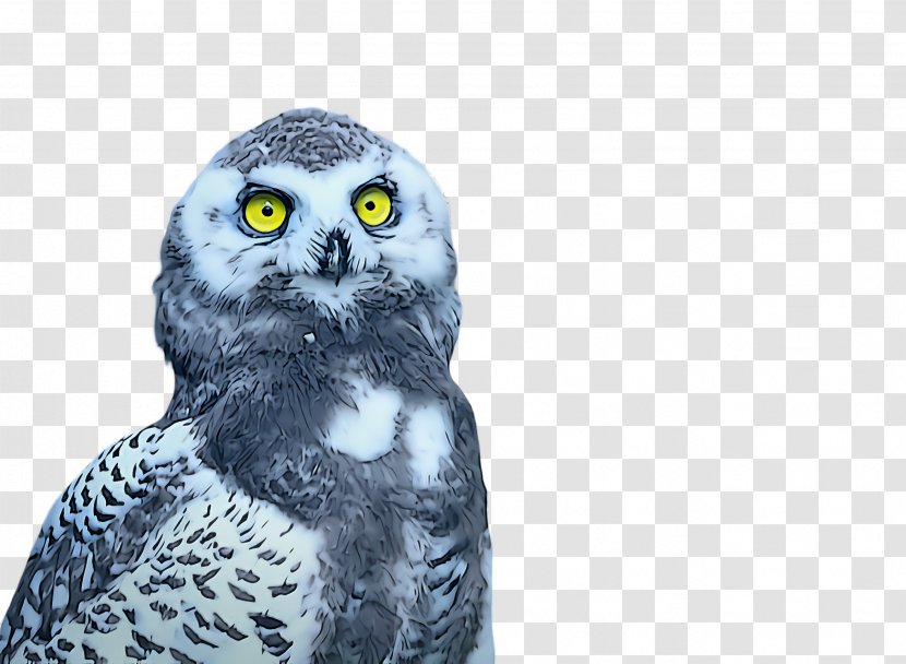 Owl Bird Of Prey Snowy Great Grey - Falconiformes Western Screech Transparent PNG