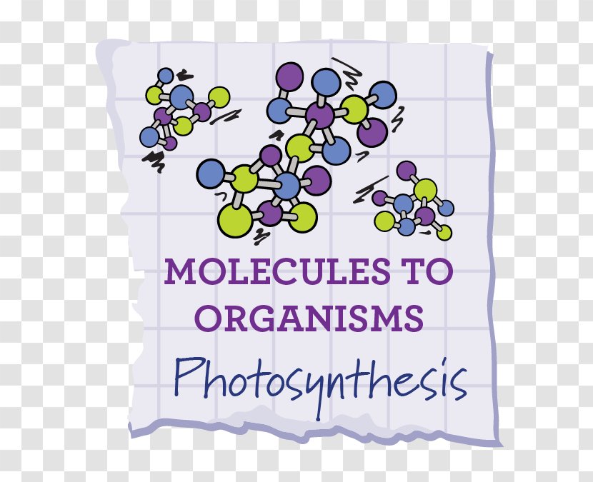 Science, Technology, Engineering, And Mathematics Plan Check Kitchen + Bar Photosynthesis School - Photosynthetic Efficiency Transparent PNG