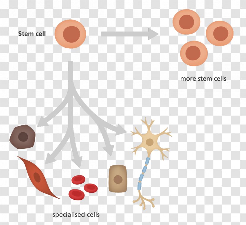 Induced Pluripotent Stem Cell Cellular Differentiation Hematopoietic - Text - Rise Clipart Transparent PNG