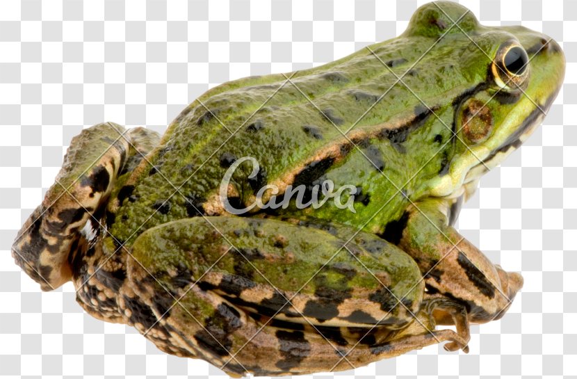 Edible Frog Common Stock Photography Royalty-free - Amphibians - Barking Tree Transparent PNG