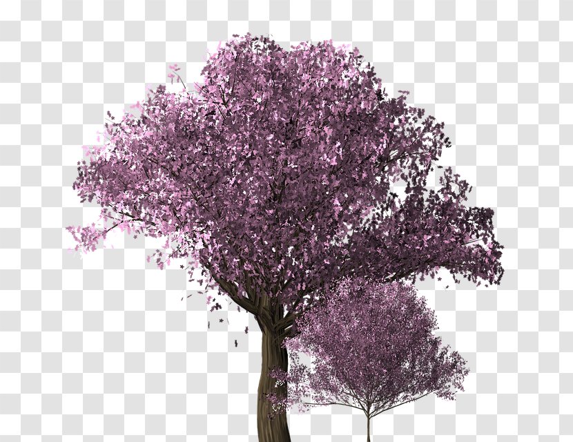 Cherry Blossom - Spring - Blooming Tree Transparent PNG