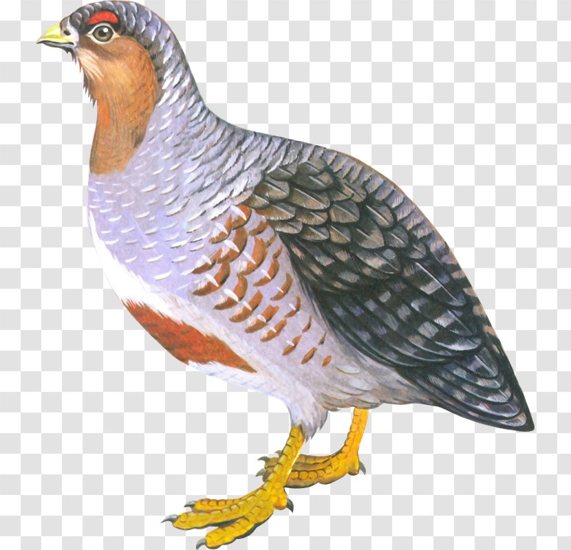 Bird Of Prey Chicken Partridge Perdix - Pavo - Aves Transparent PNG