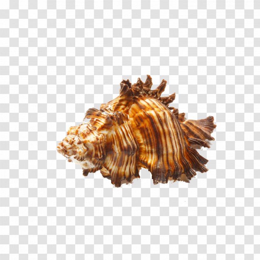 Seashell Zazzle Sea Snail Stock Photography - Conch Transparent PNG