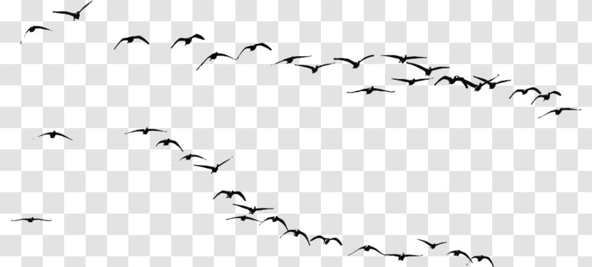 Bird Migration Photography - Chart - Vector Transparent PNG