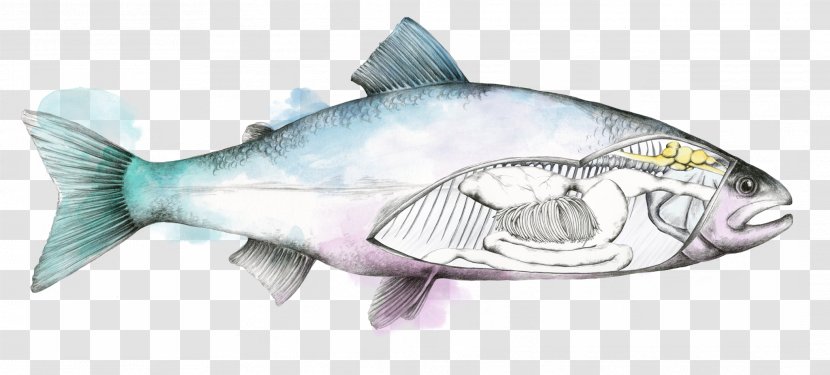 Fish Salmon Trout Bass - Organism Transparent PNG