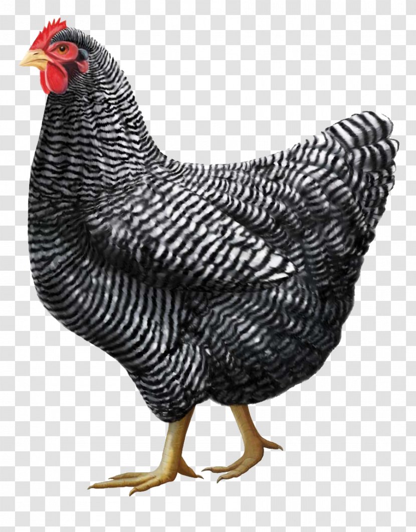 Plymouth Rock Chicken Orpington Cornish Rhode Island Red Jersey Giant - Rooster Transparent PNG
