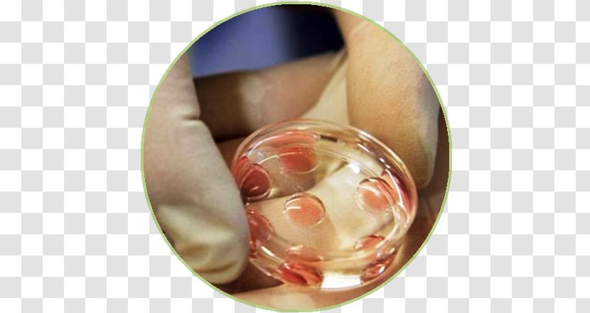 In Vitro Fertilisation Pregnancy Semen - Finger - Child Transparent PNG