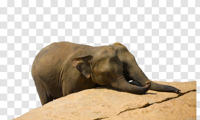Desktop Wallpaper Elephantidae Metaphor High-definition Television - Terrestrial Animal - Computer Transparent PNG