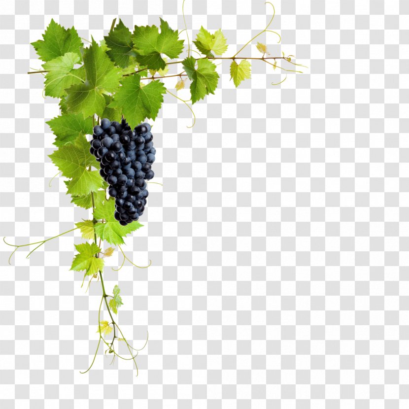 Common Grape Vine Stock Photography Stock.xchng Royalty-free Image - Food Transparent PNG
