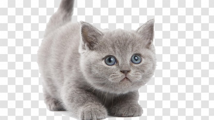 British Shorthair Chartreux Turkish Angora Persian Cat Kitten - Mammal - Image Transparent PNG