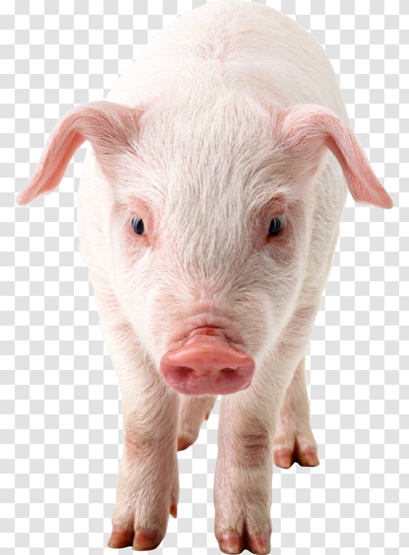Domestic Pig Clip Art - Snout Transparent PNG