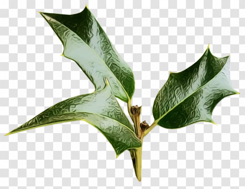 Holly - Leaf - American Woody Plant Transparent PNG