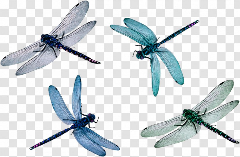 Dragonfly Wings Clip Art Image - Drawing Transparent PNG