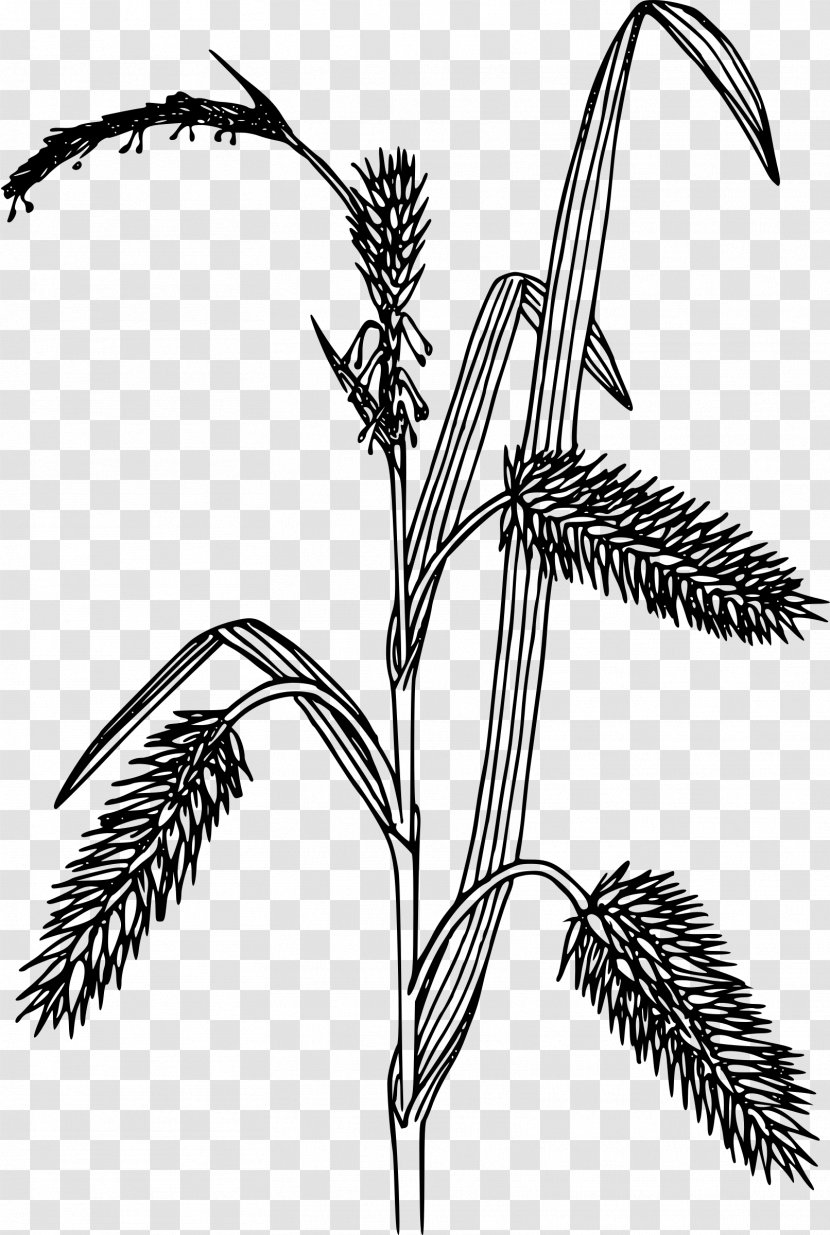 Line Art Carex Hystericina Clip - Plant - Flowering Transparent PNG