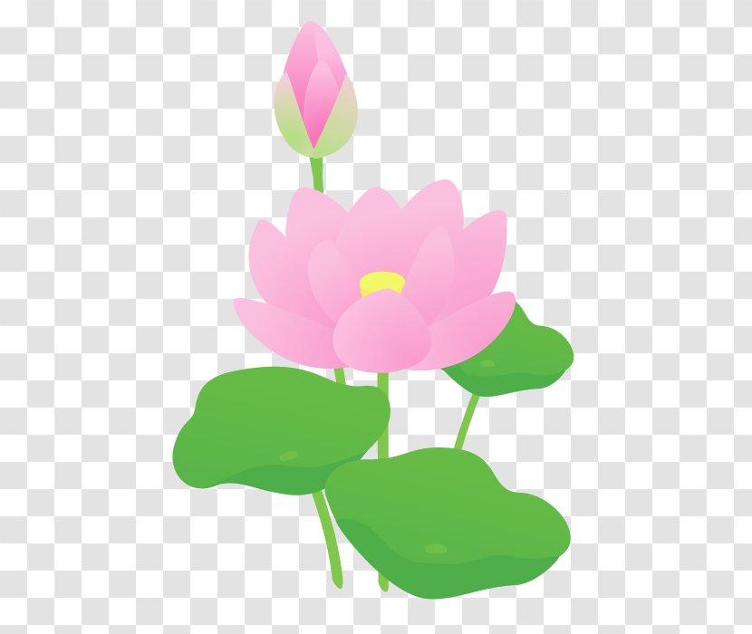 Nelumbo Nucifera Flower Petal Plant Stem - Leaf - Lotus Lantern Transparent PNG
