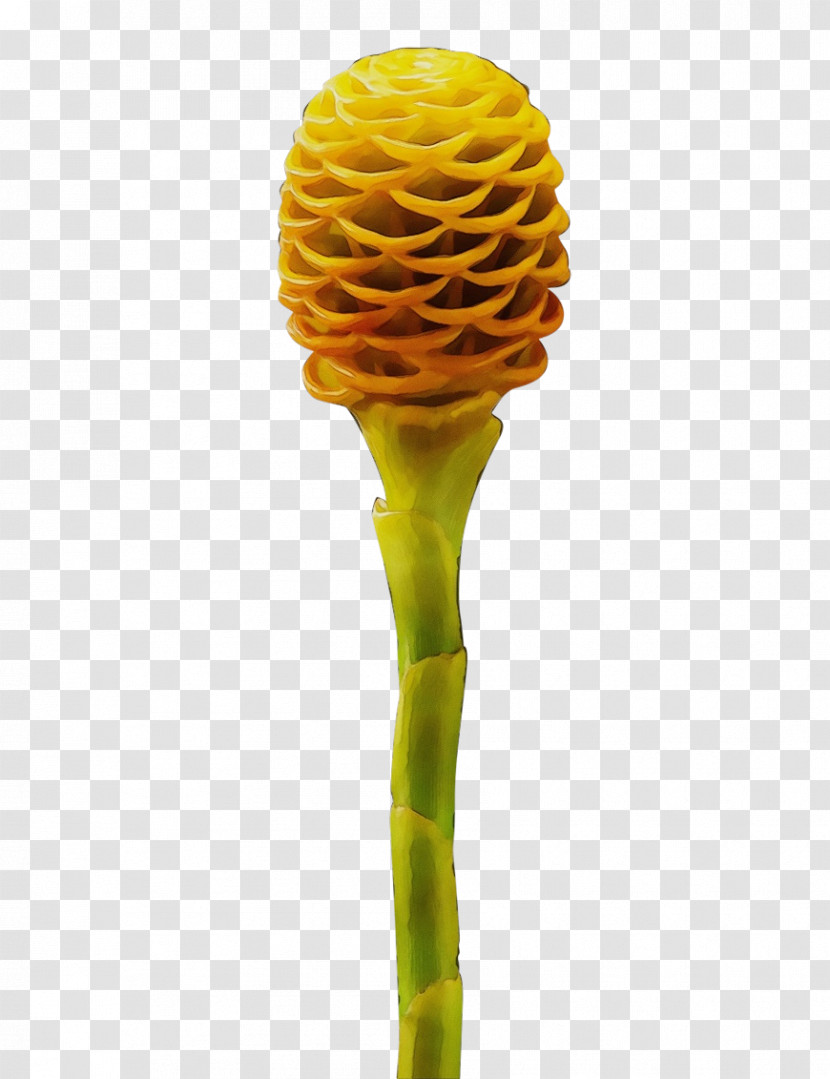 Yellow Plant Flower Plant Stem Ginger Family Transparent PNG