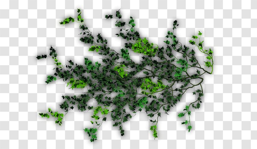 Leaf Vine Liana Tree Evergreen - Green Vines Transparent PNG