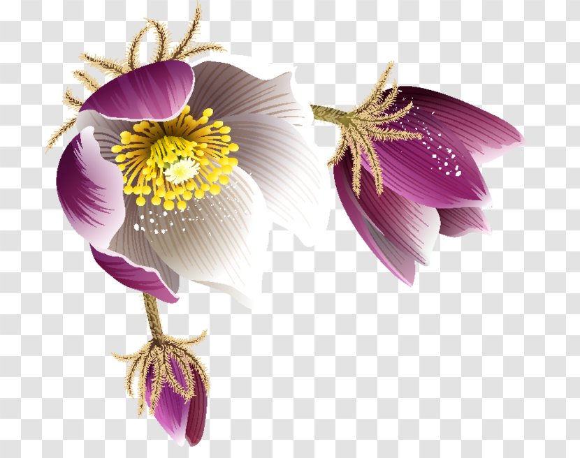 Flower Paeonia Sect. Moutan Clip Art - Lilac Transparent PNG