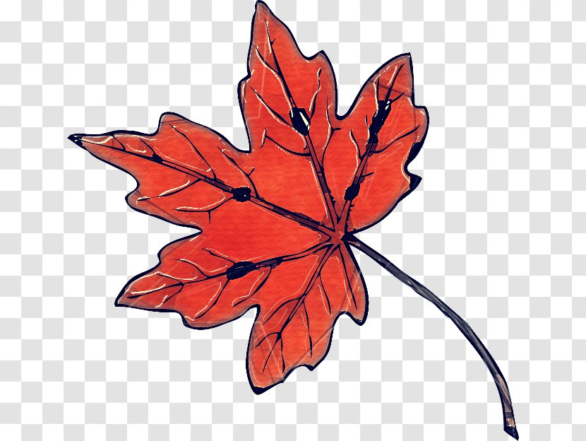 Maple Leaf - Black - Flower Woody Plant Transparent PNG