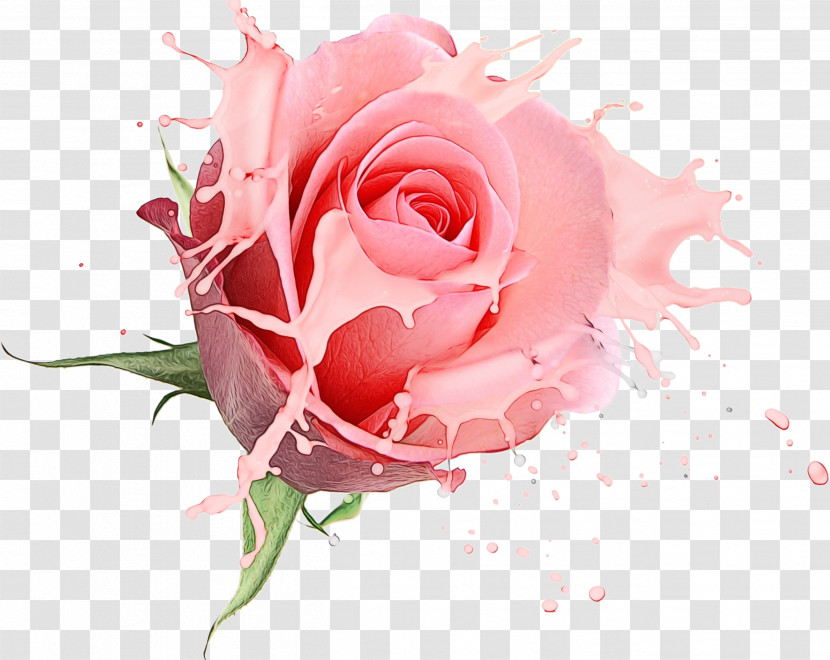 Garden Roses Transparent PNG