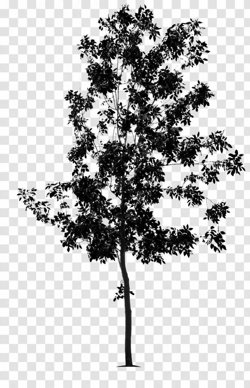 Twig Tree Green Ash Black And White Bonsai - Plant Stem Transparent PNG