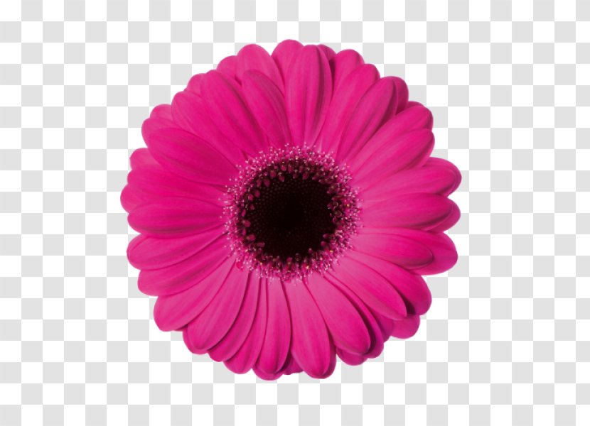 Common Daisy Flower Stock Photography Clip Art - Pink Flowers Transparent PNG