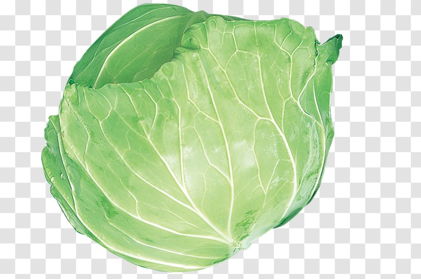 Collard Greens Spring Leaf Savoy Cabbage Romaine Lettuce - Vegetable Transparent PNG