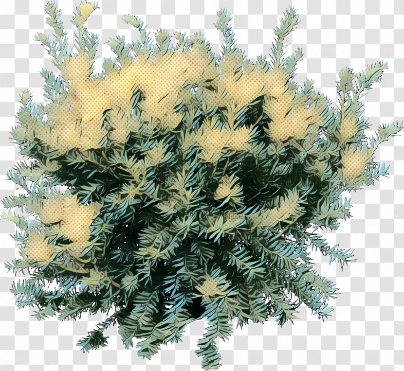 Spruce Tree Shrub Psd - Cypress Family - Flowering Plant Transparent PNG