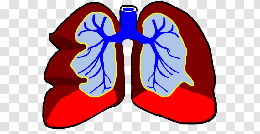 Lung Breathing Respiratory System Circulatory Clip Art - Watercolor - Lunge Transparent PNG