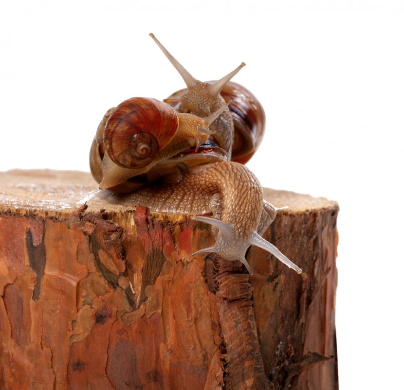 Snail Insect Orthogastropoda Photography Invertebrate Transparent PNG