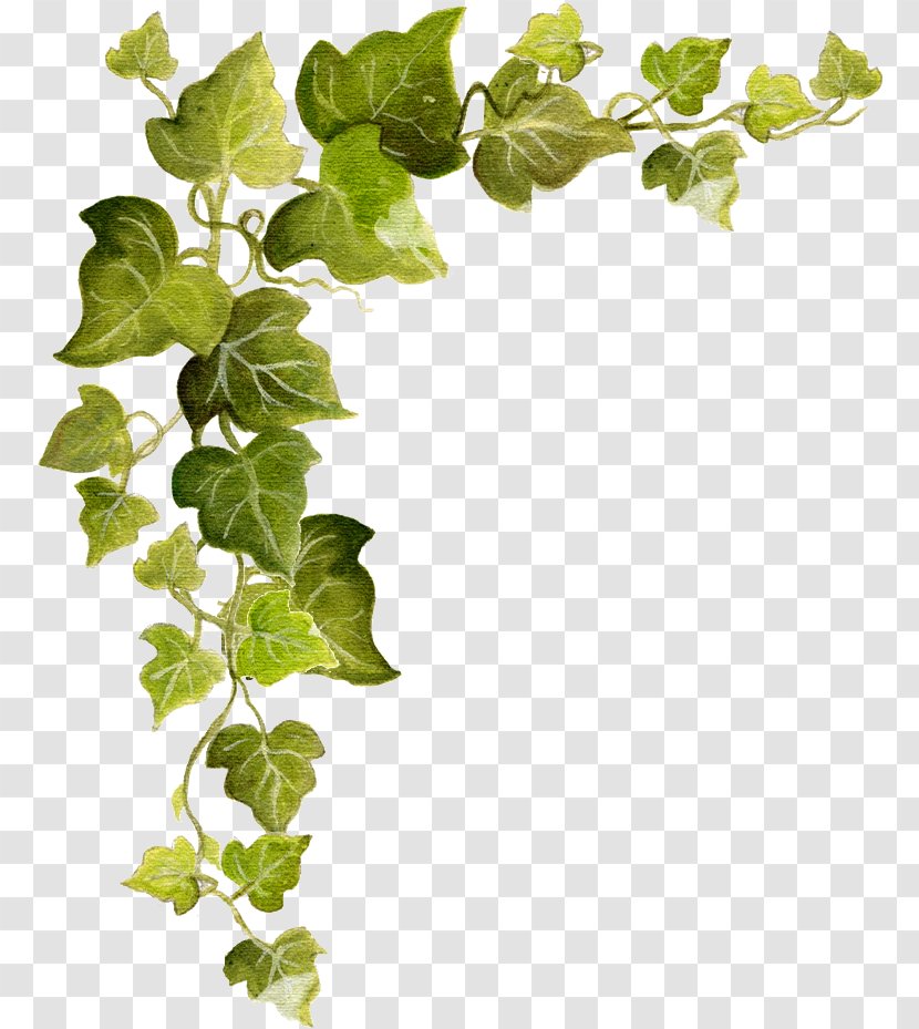 Common Ivy Vine Clip Art Transparent PNG
