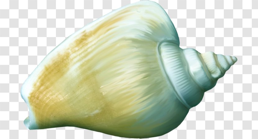 Shankha Cockle Conchology Seashell - Organism - Conch Transparent PNG