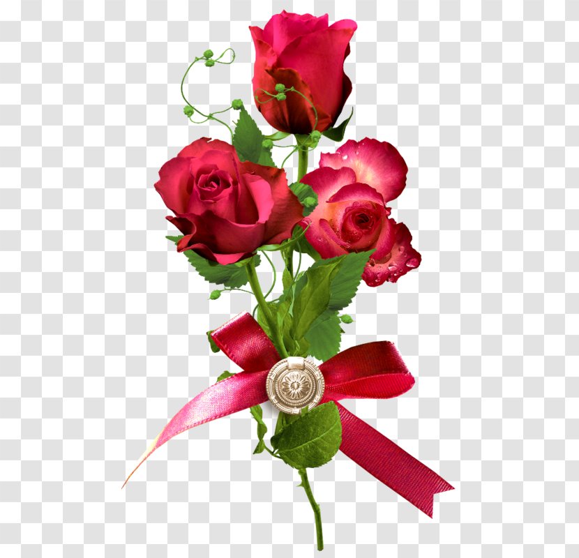 Rose - Garden Roses - Bow Decoration Red Transparent PNG