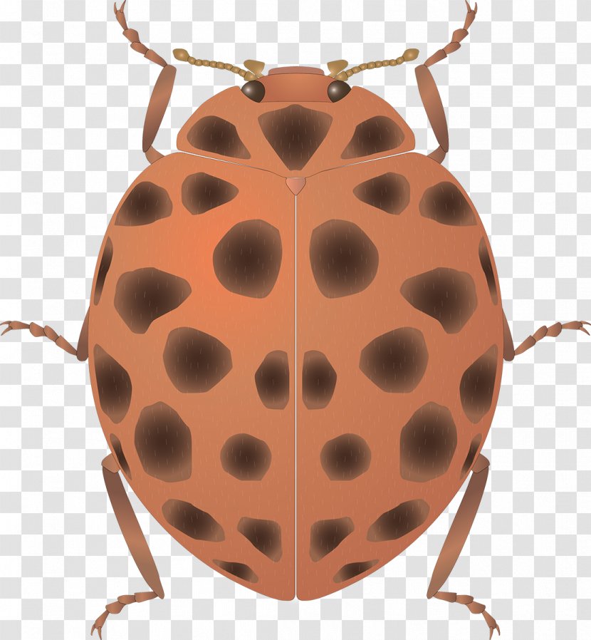 Seven-spot Ladybird Insect Art - Orange Transparent PNG