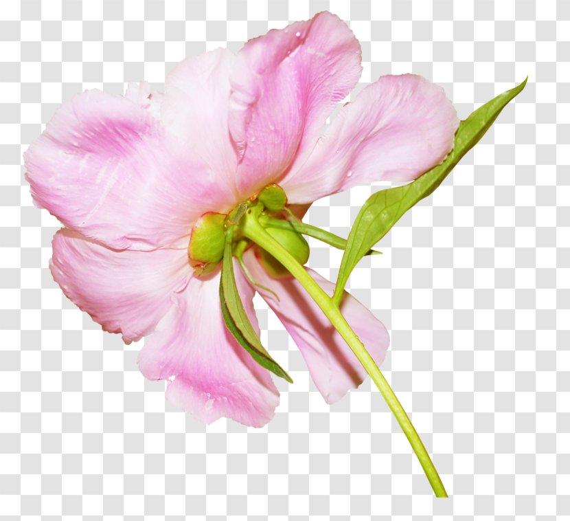 Petal Beach Rose Flower China - Pink Transparent PNG