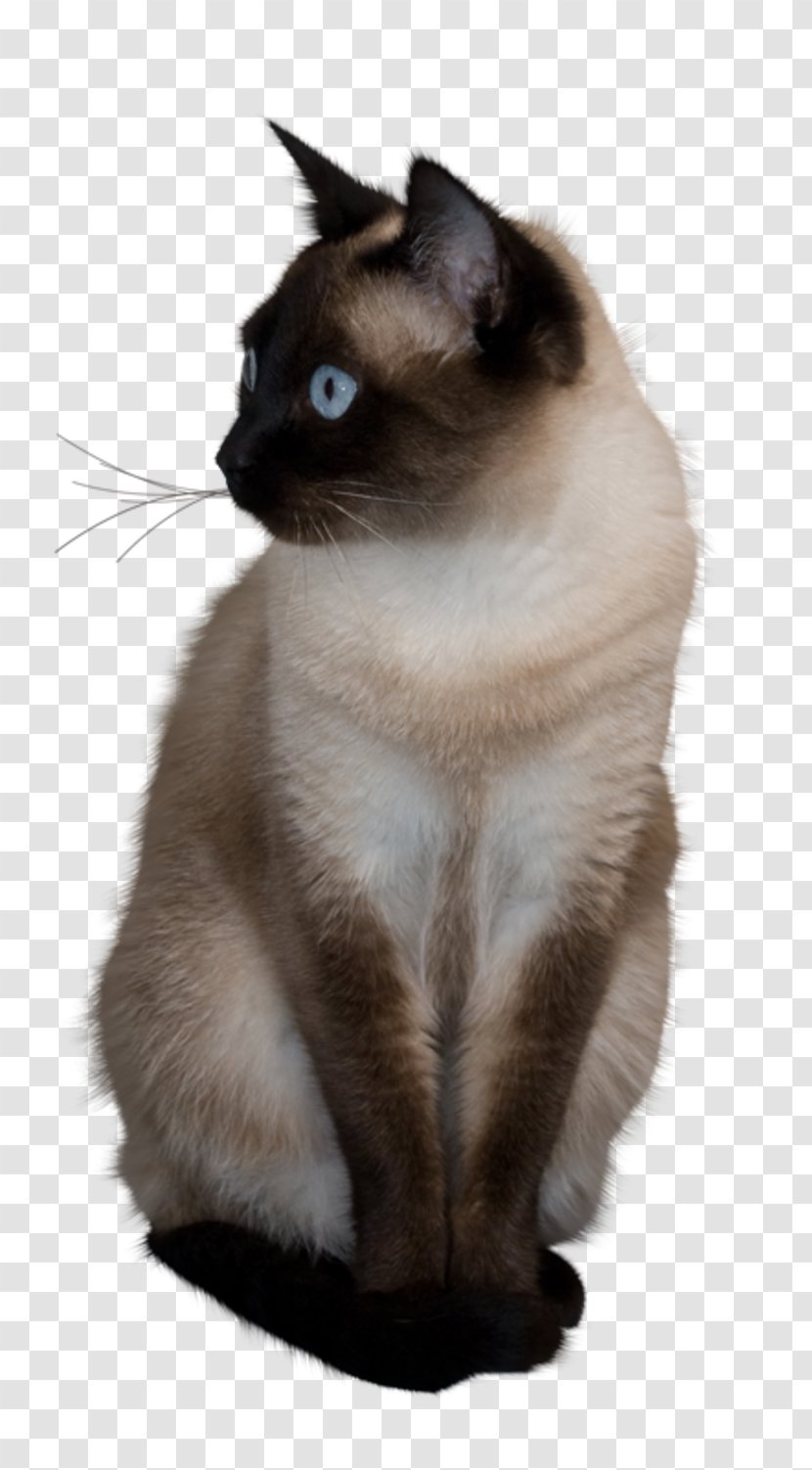 Siamese Cat Pub Quiz Trivia Animal - Ragdoll - Chatting Transparent PNG