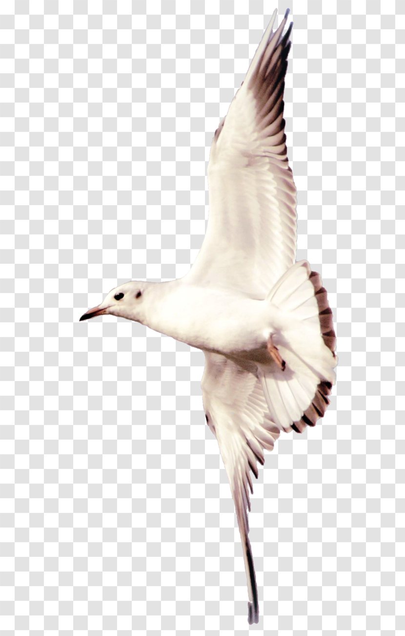 Shorebirds Gulls European Herring Gull Duck - Seagull Transparent PNG