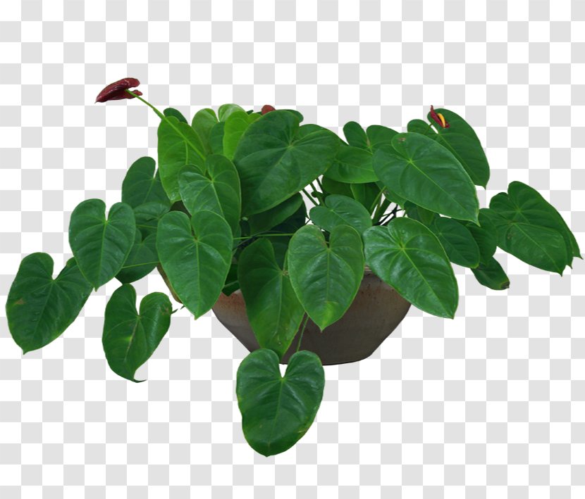 Ceramic Pots - Flowerpot - Leaf Transparent PNG