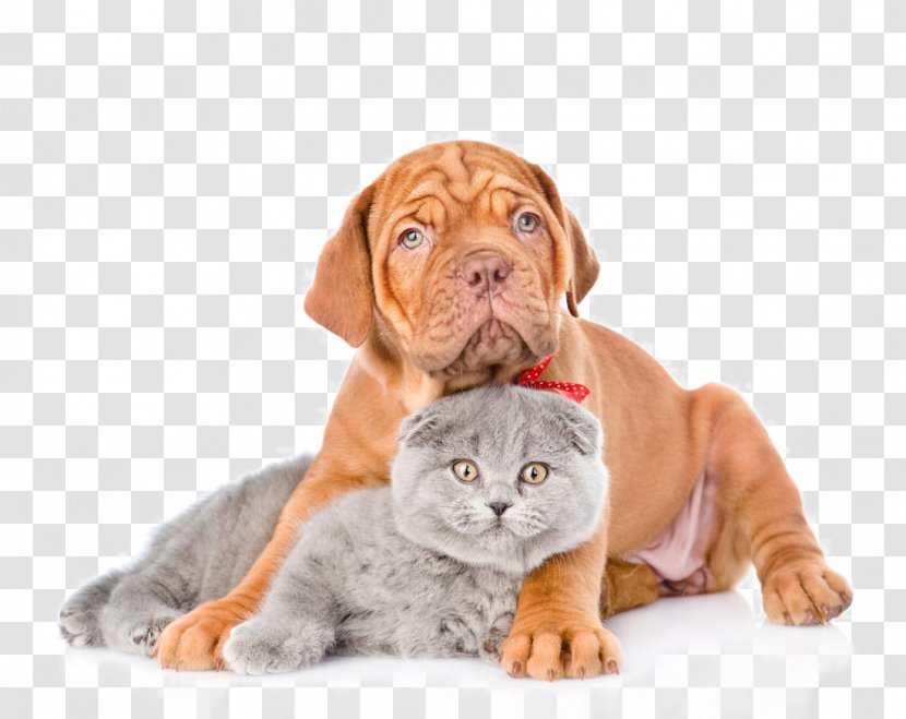 Dogu2013cat Relationship Pet Heating Pad - Carnivoran - Cute Cats And Dogs Transparent PNG
