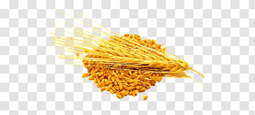 Barley Cereal Food Wheat Groat - Grain Transparent PNG