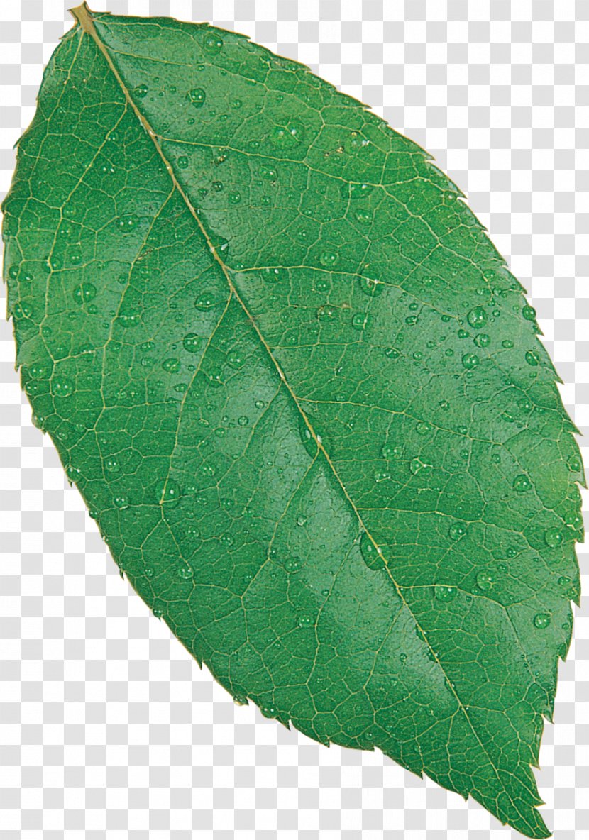 Fagus Grandifolia European Beech Tree Leaf Orchestes Fagi - Leaves Transparent PNG