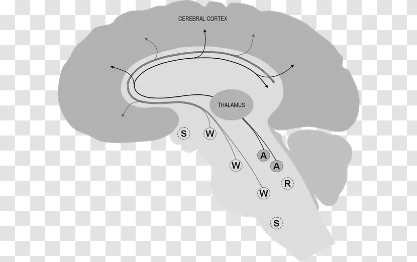 Brain Neurotransmitter Cerebral Cortex Rapid Eye Movement Sleep Thalamus - Flower Transparent PNG