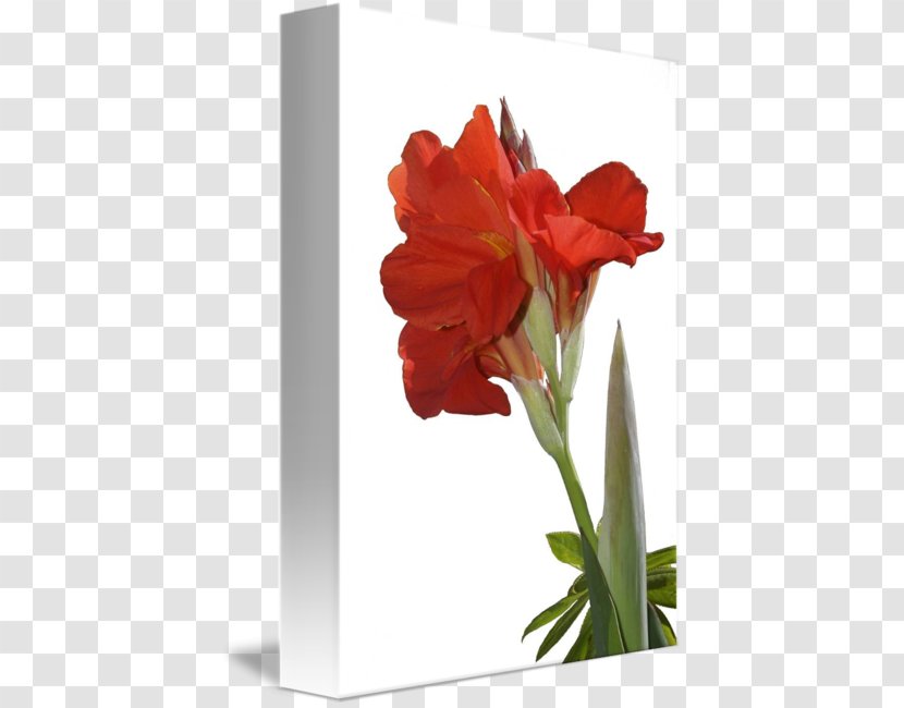 Amaryllis Jersey Lily Cut Flowers Canna Belladonna - Hippeastrum - Blooming Lilies Transparent PNG