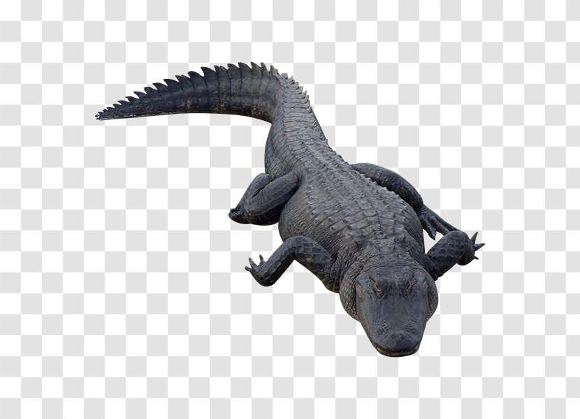 Crocodile Alligator Reptile - Visualization Transparent PNG