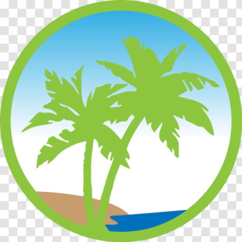 Coconut Tree Drawing - Green - Hemp Family Plane Transparent PNG