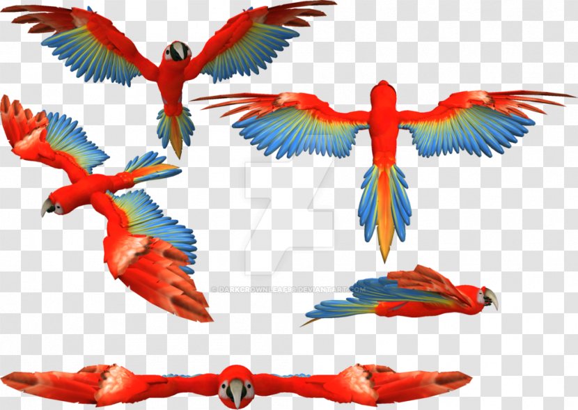 Scarlet Macaw Feather Parakeet Beak Transparent PNG